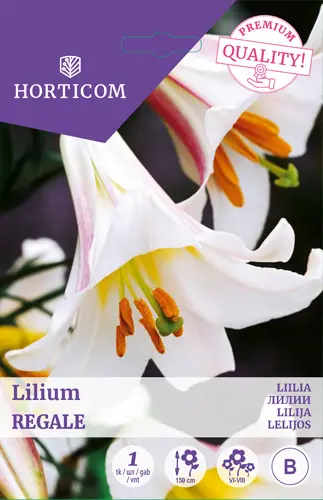Liilia ´ Regale´ 1tk 