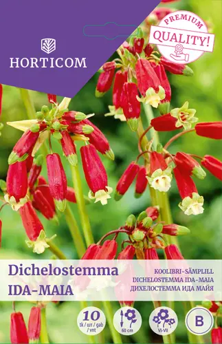 Koolibri-sämplill ´Dichelostemma ida-maia´ 10tk 