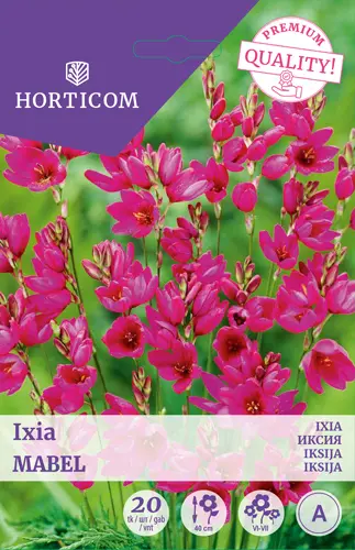 Vikerõis ´Ixia Mabel´ 20tk 