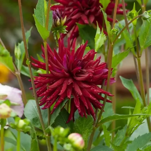 Kaktusdaalia 'NUI TD'ETE' 1tk