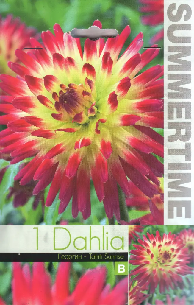 Kaktusdaalia ´TAHITI SUNRISE´ 1tk