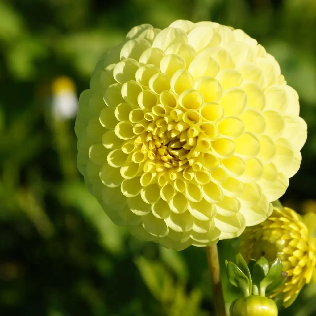 Keradaalia ´GOLDEN TORCH´ 1tk