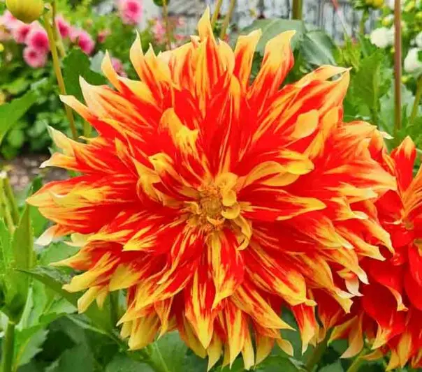 Dekoratiivdaalia ´BODACIOUS´ XL 1tk