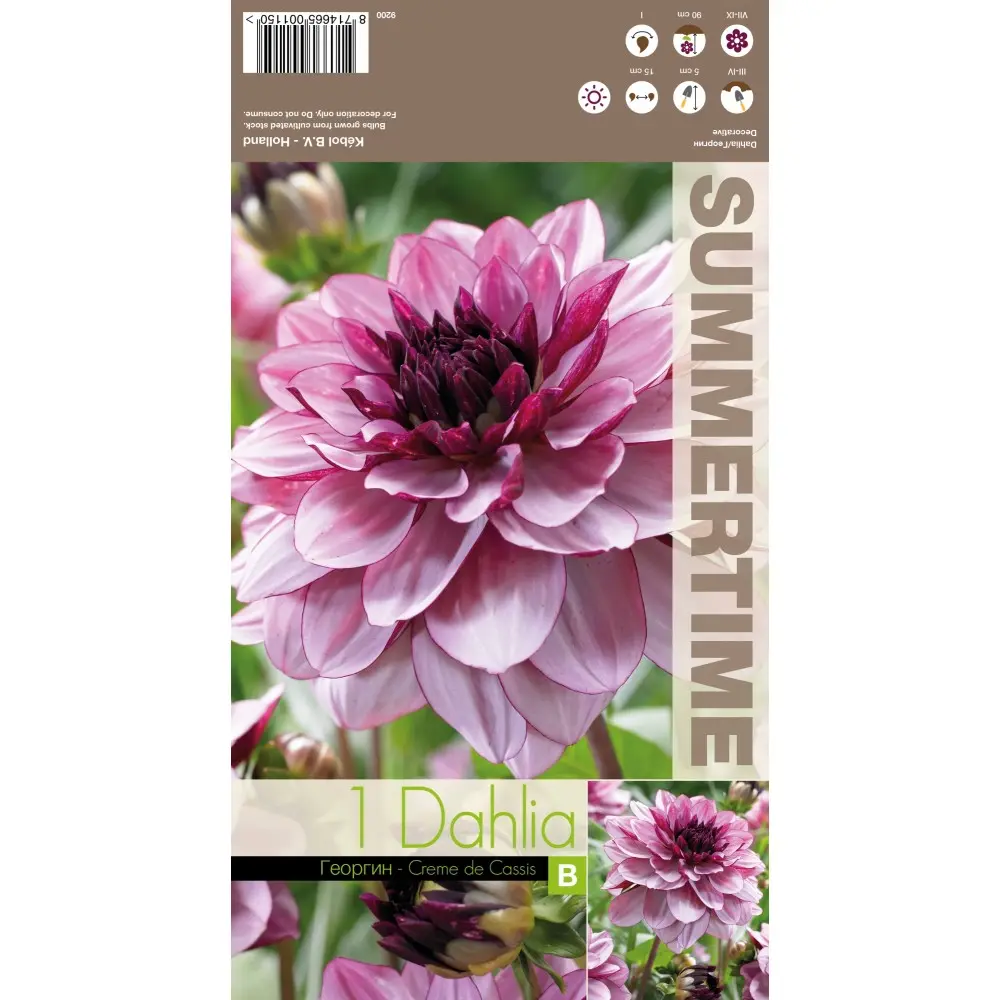 Dekoratiivdaalia ´CREME DE CASSIS´ 1tk