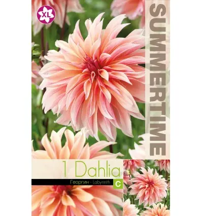 Dekoratiivdaalia ´LABYRINTH´ 1tk