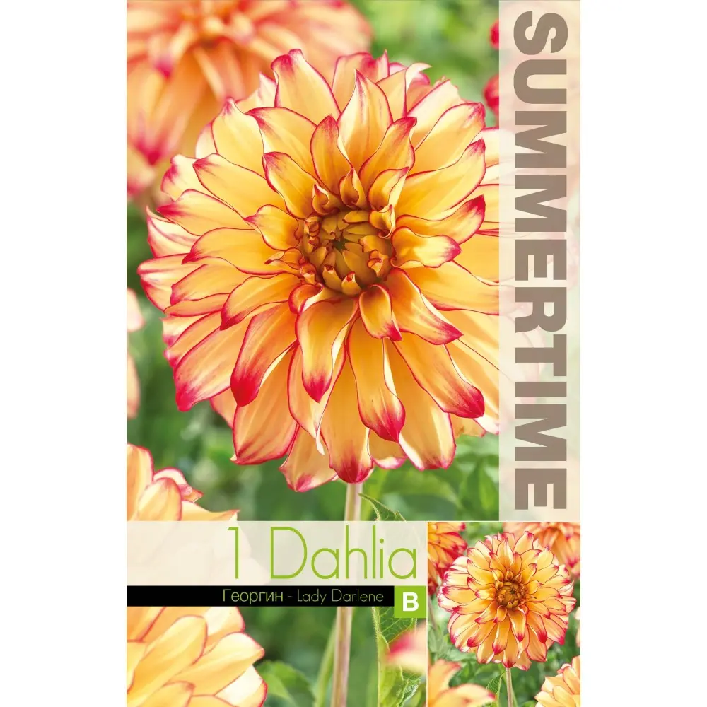 Dekoratiivdaalia ´LADY DARLENE´ 1tk