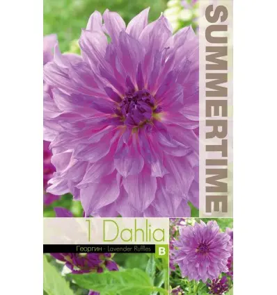 Dekoratiivdaalia ´LAVENDER RUFFLES´ XL 1tk