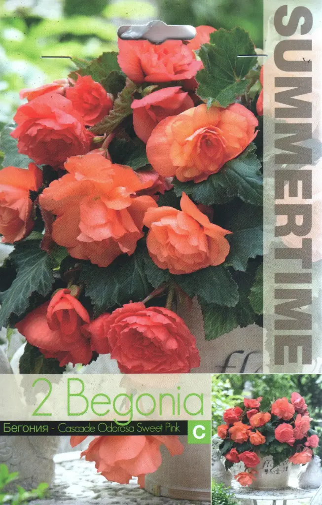 Begoonia ´CAS.ODOROSA SWEET PINK´ 2tk