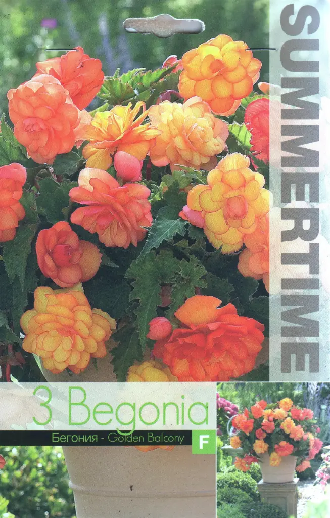 Begoonia ´GOLDEN BALCONY´ 3tk