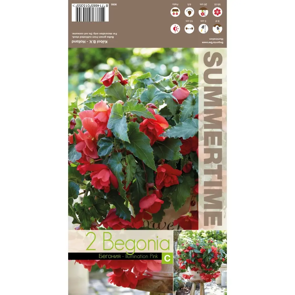 Begoonia ´ILLUMINATION APRICOT´ 2tk