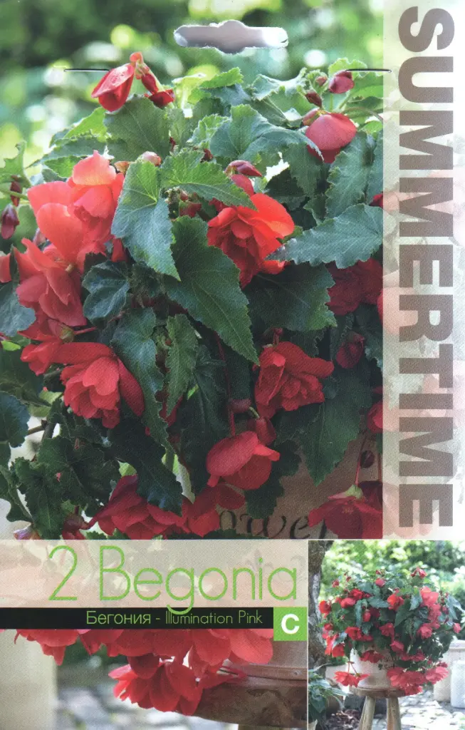 Begoonia ´ILLUMINATION PINK´ 2tk