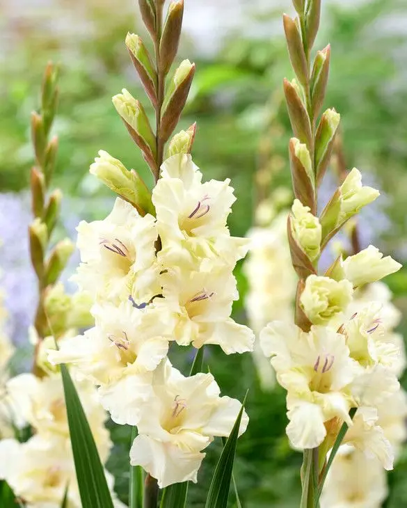 Gladiool ´DREAMY CREAMY´ 7tk