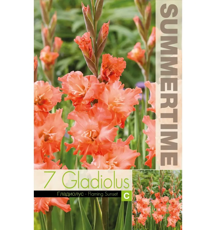 Gladiool ´FLAMING SUNSET´ 7tk