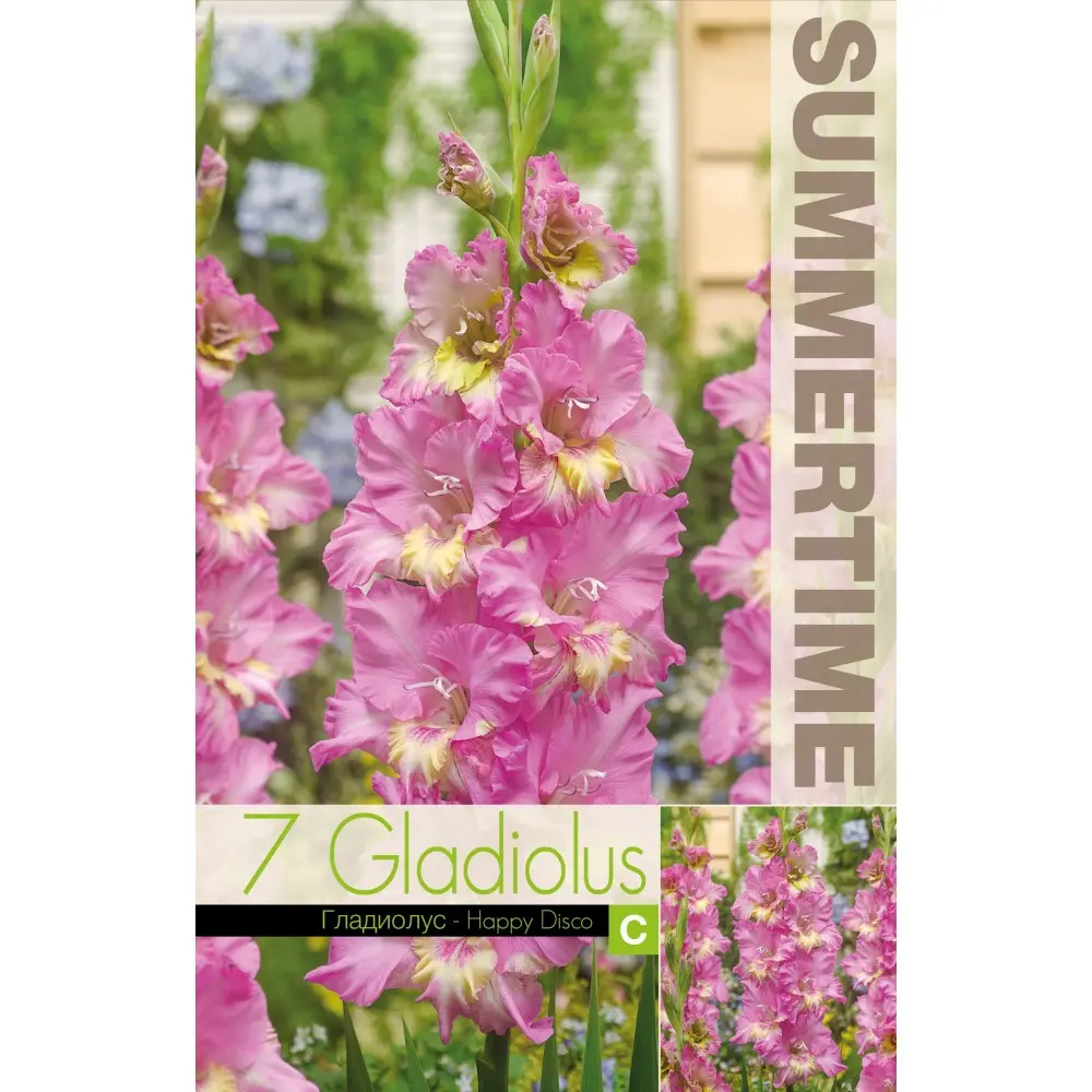 Gladiool ´HAPPY DISCO´ 7tk