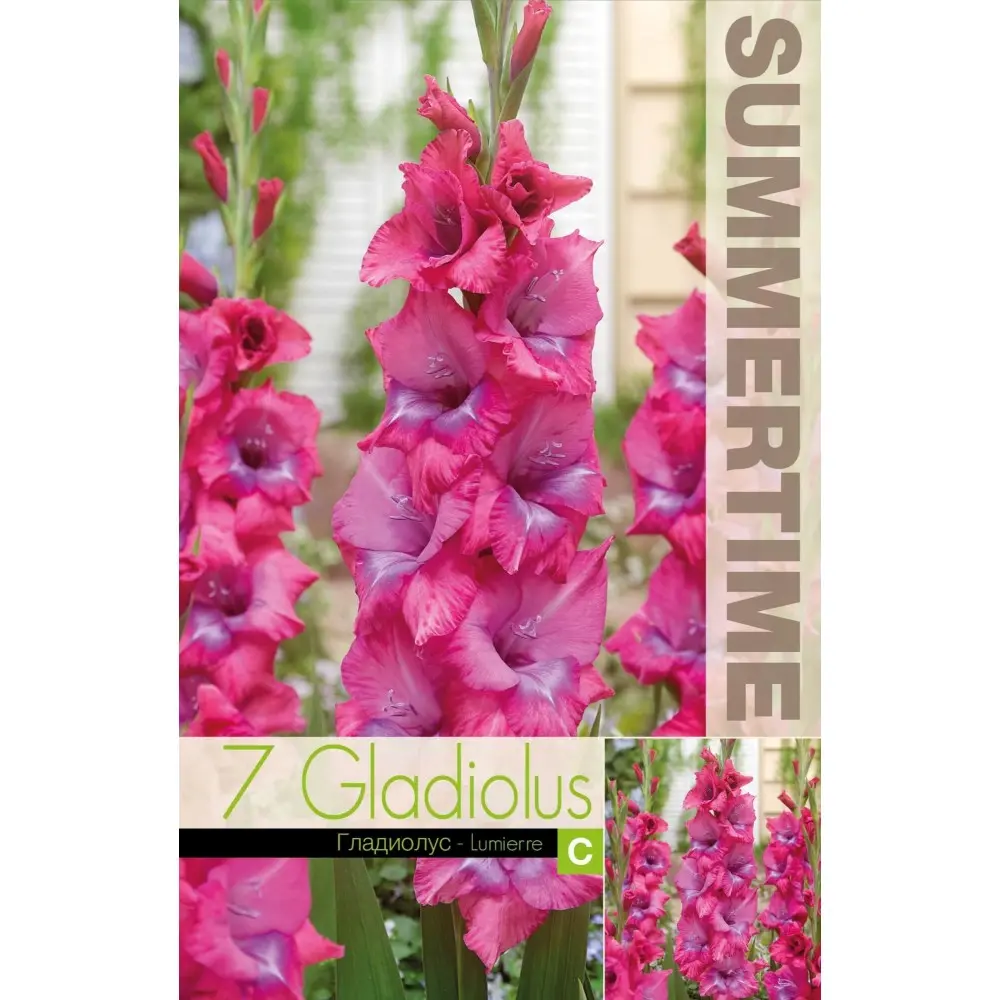 Gladiool ´LUMIERRE´ 7tk