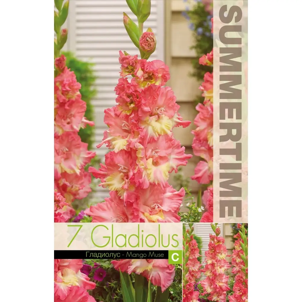 Gladiool ´MANGO MUSE´ 7tk