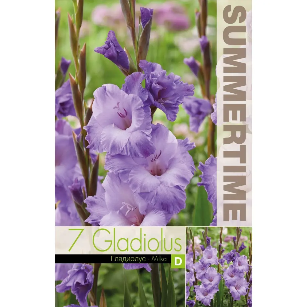 Gladiool ´MILKA´ 7tk
