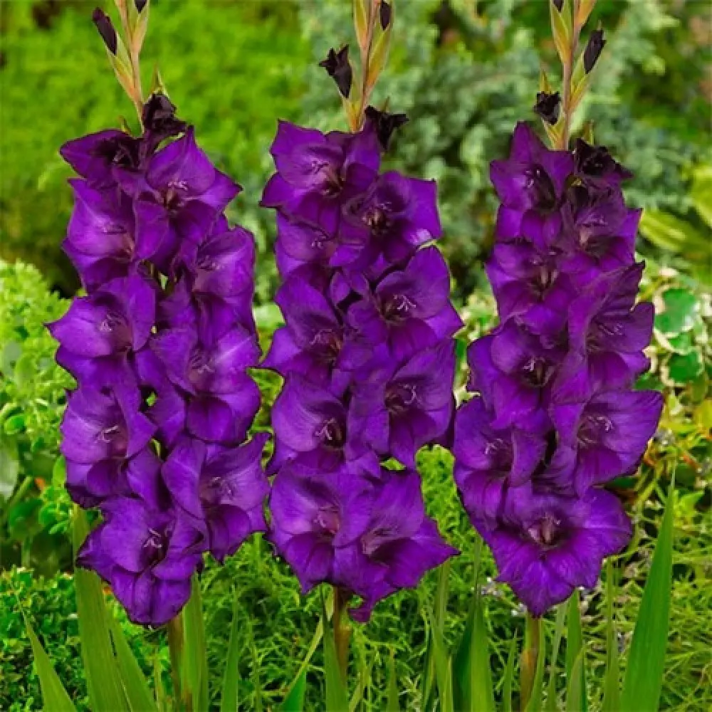 Gladiool ´PURPLE FLORA´ 7tk