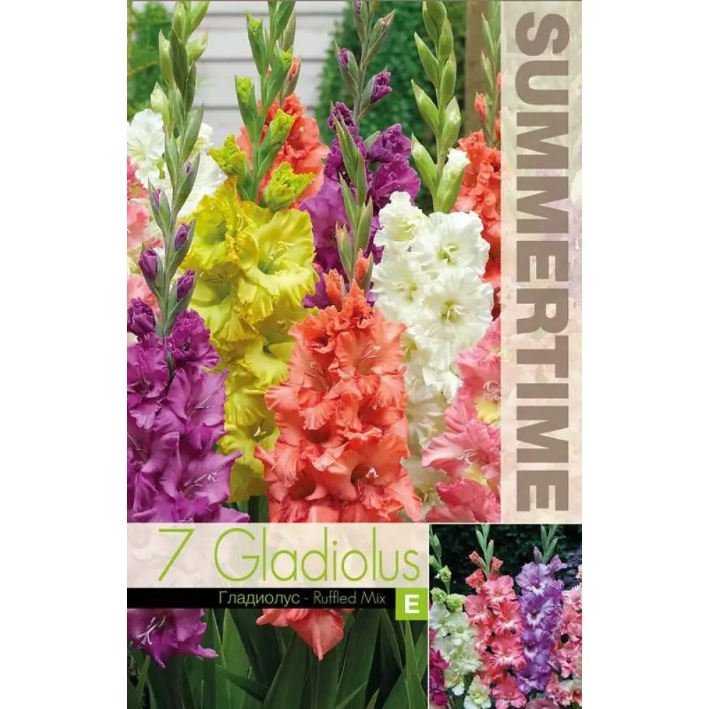 Gladiool ´RUFFLED´ mix 7tk