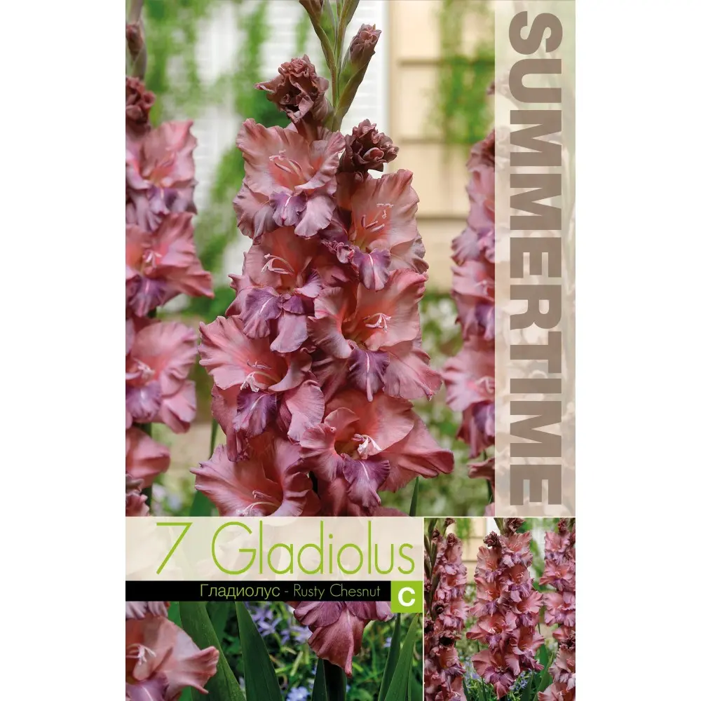 Gladiool ´RUSTY CHESNUT´ 7tk