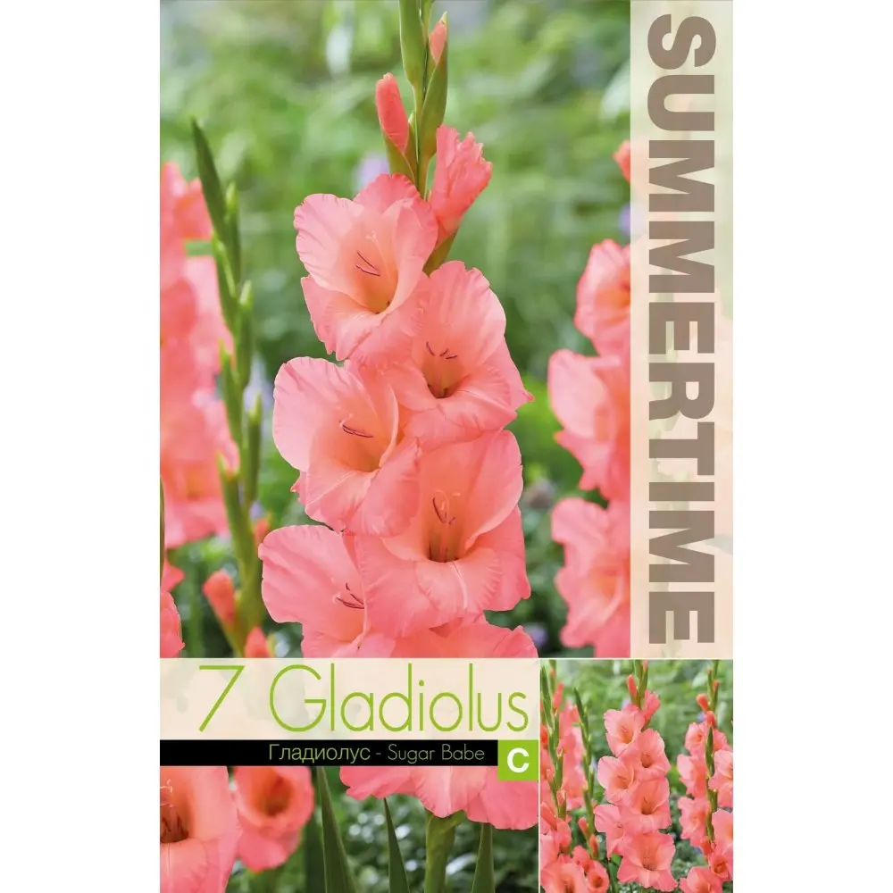 Gladiool ´SUGAR BABE´ 7tk