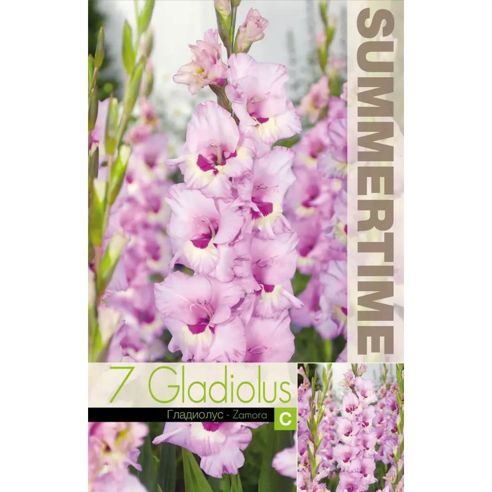 Gladiool ´ZAMORA´ 7tk
