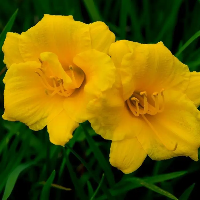 Päevaliilia ´STELLA DE ORO´ 1tk
