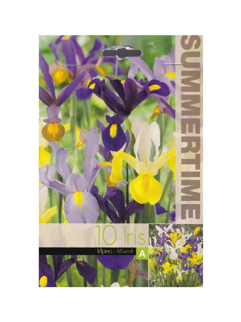 Iiris ´HOLLANDICA´ 10tk