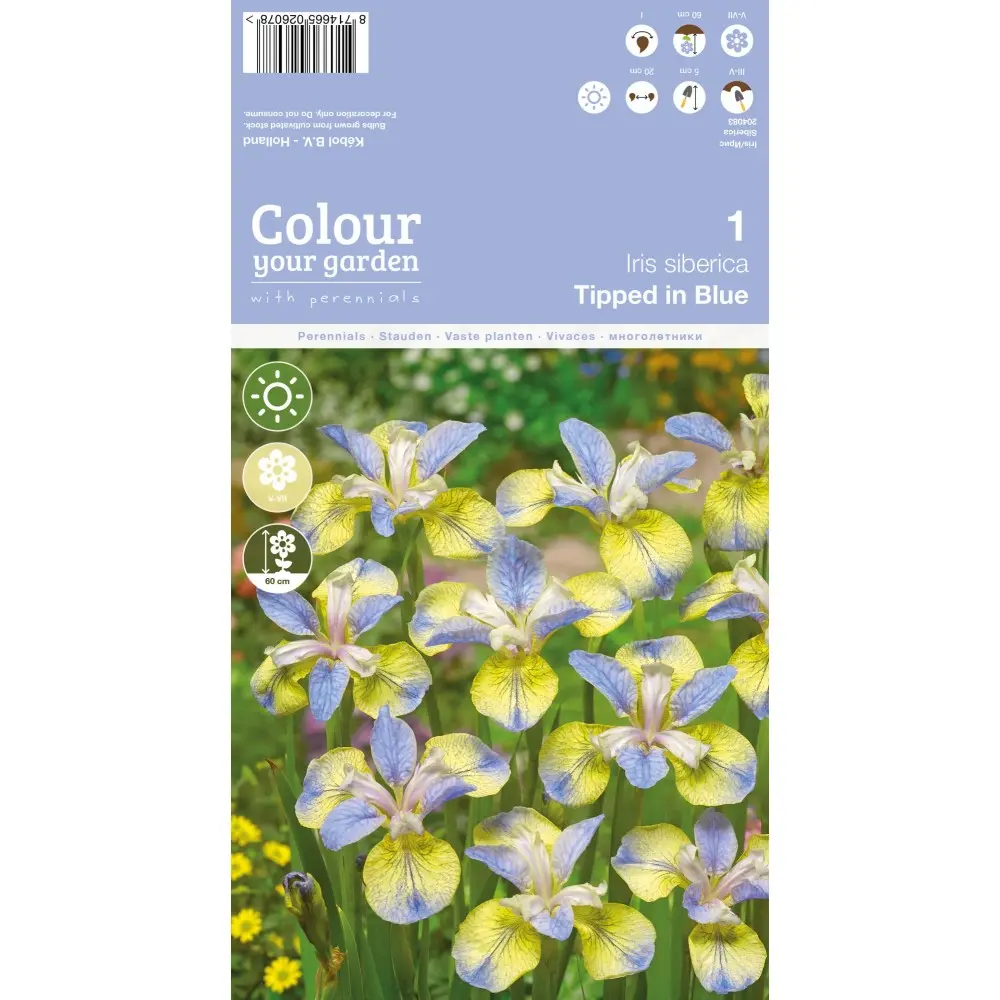 Iiris ´SIBIRICA TRIPPED IN BLUE´ 1tk