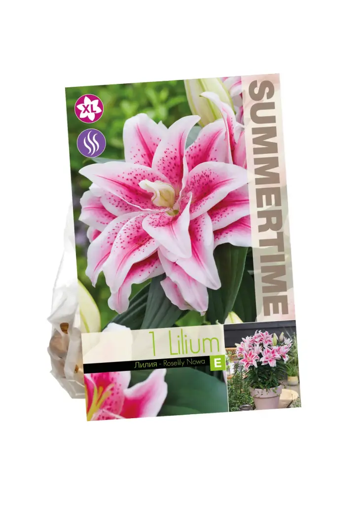 Liilia ´ROSELILY NOWA´ 1tk