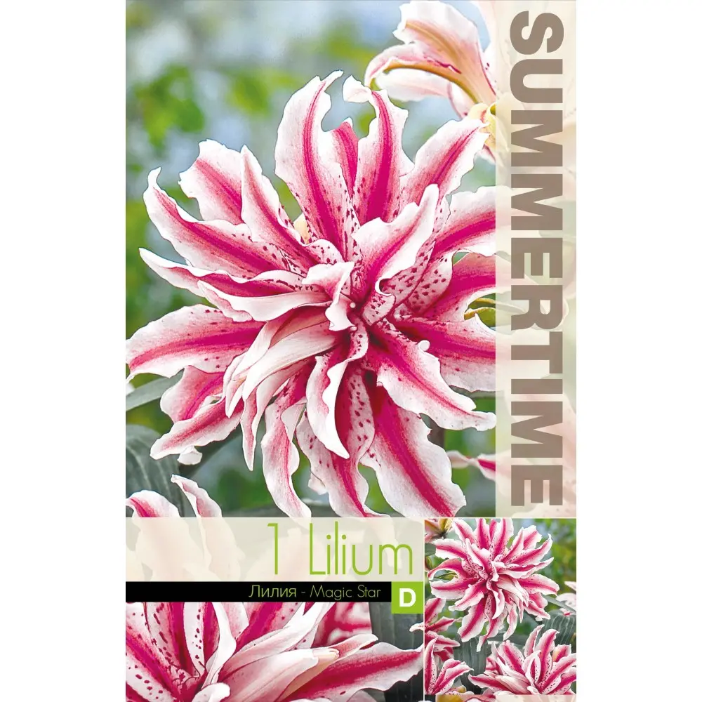 Liilia `MAGIC STAR´ 1tk