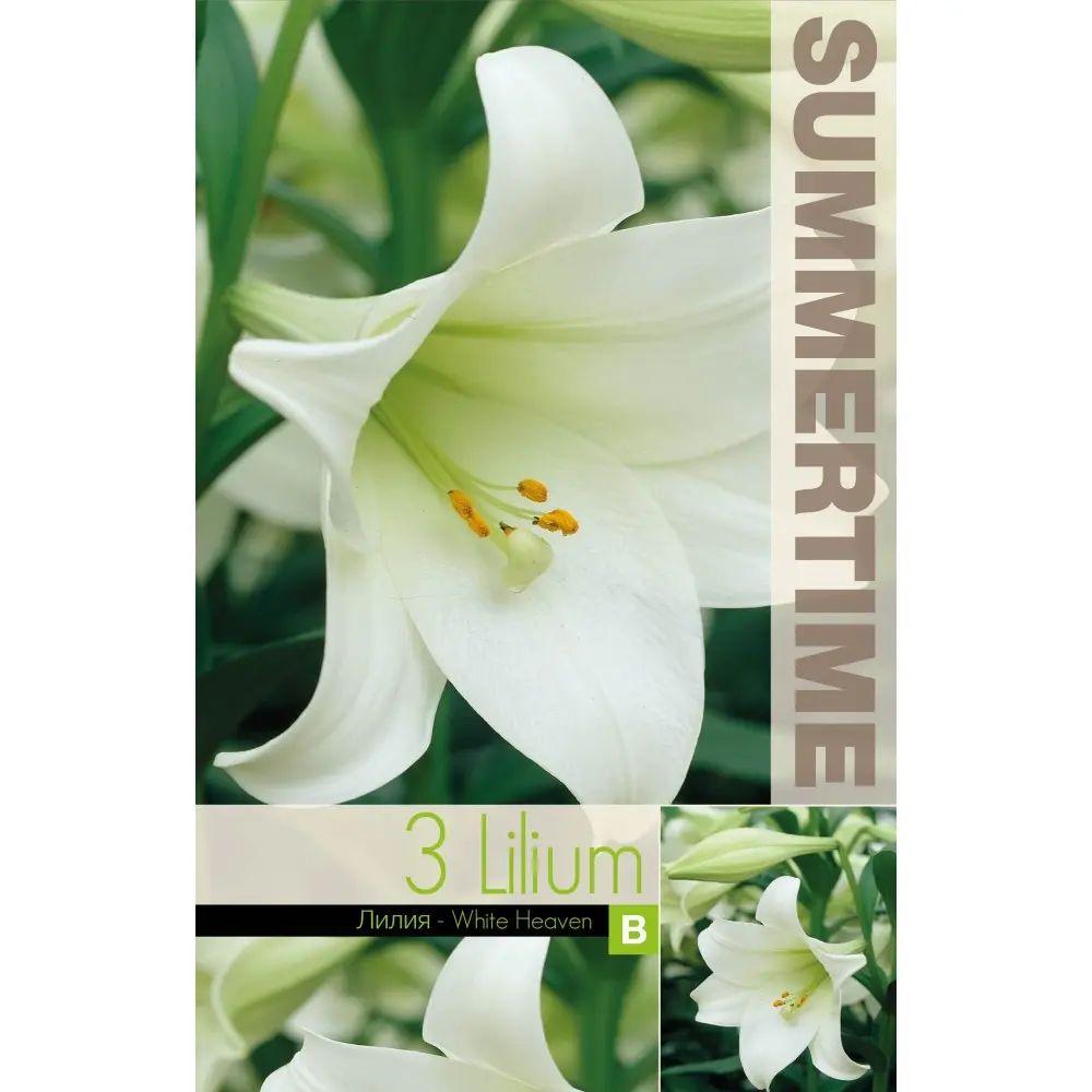 Liilia ´WHITE HEAVEN´ 3tk