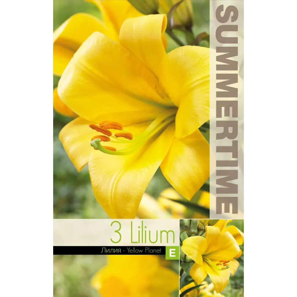 Liilia ´YELLOW PLANET´ 3tk