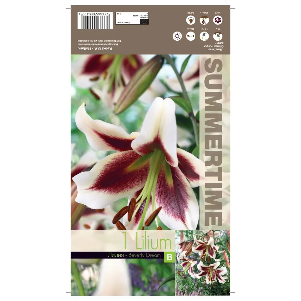 Liilia ´BEVERLY DREAM ´ 1tk