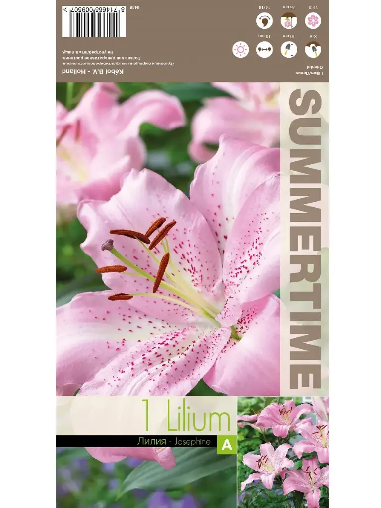 Liilia ´JOSEPHINE´ 1tk