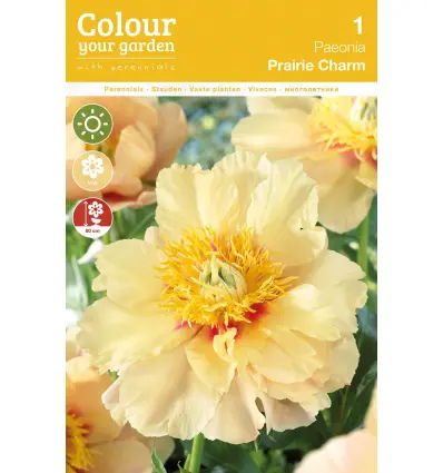 Pojeng ´PRAIRIE CHARM´ 1tk