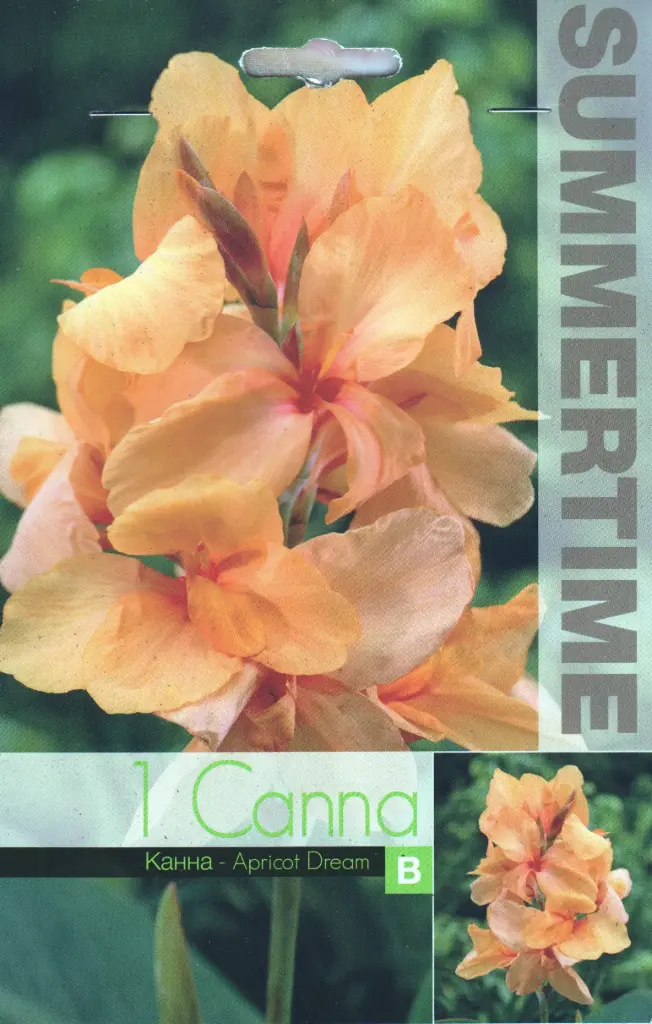 Kanna ´APRICOT DREAM´ XL 1tk