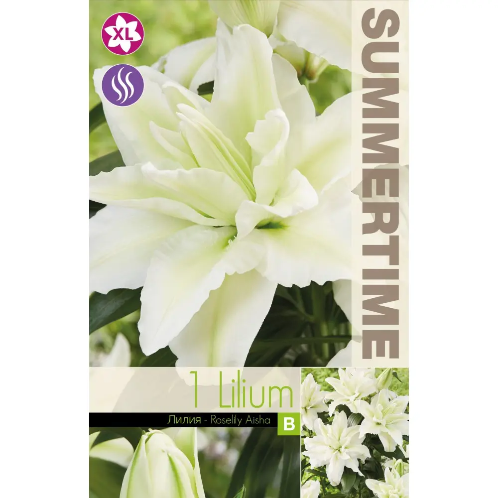 Liilia ´ROSELILY AISHA´ 1tk 