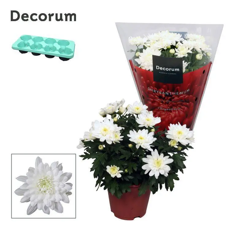Potikrüsanteem Chrystal White P13