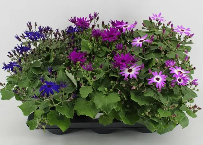 Tsineraaria Senetti mix 