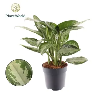 Aglaoneema 'Jubilee' P12/35cm