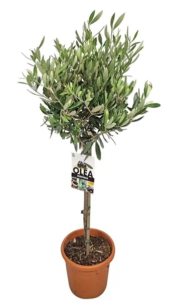 Õlipuu e. oliivipuu P18/90cm