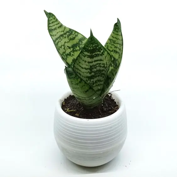Hahni Havisaba P12/25cm valik