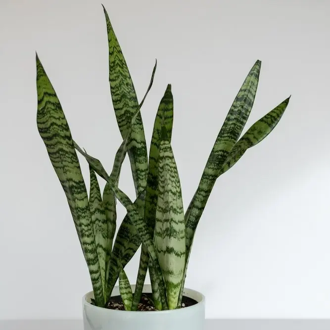 Tseiloni havisaba P21/40cm (koopia)