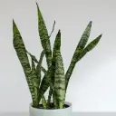 Tseiloni havisaba P21/40cm (koopia)