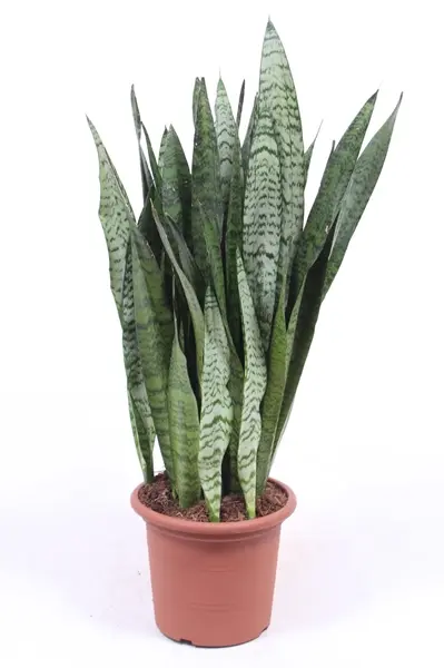 Tseiloni havisaba P25/80cm