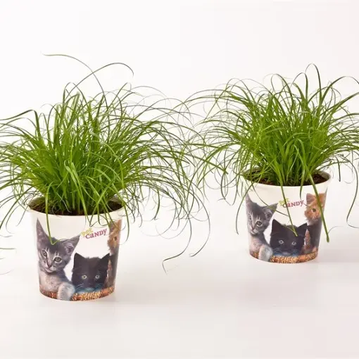 Vahelduvalehine lõikhein Zumula P12/35cm
