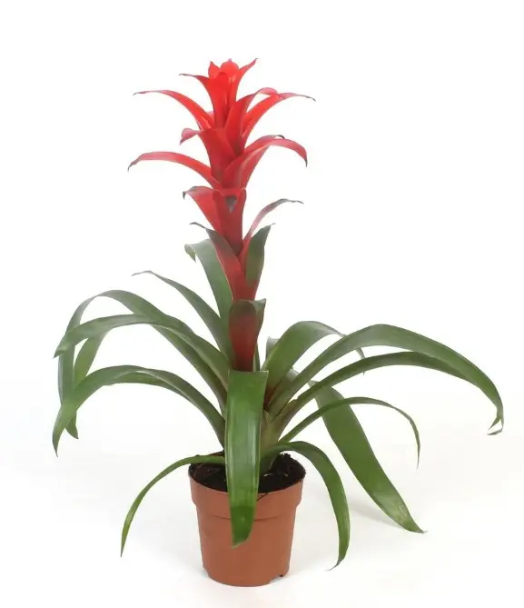 Gusmaania 'Allura' P12cm  