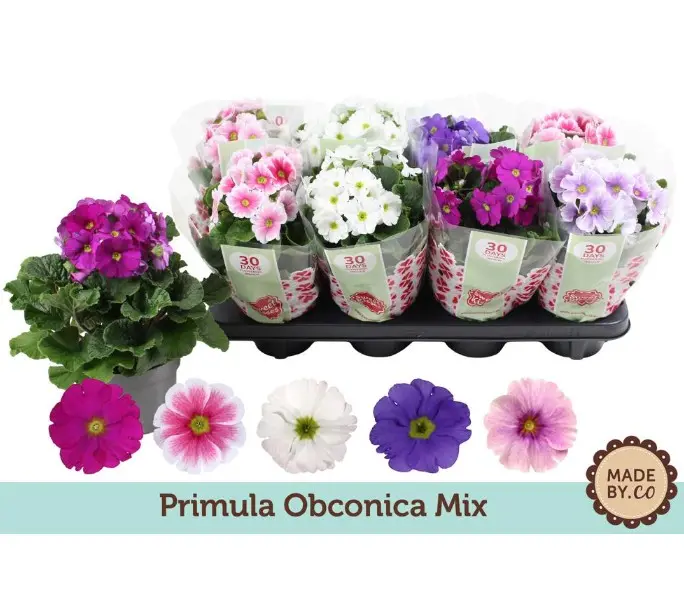 Kuhikpriimula Touch Me P12/25cm mix
