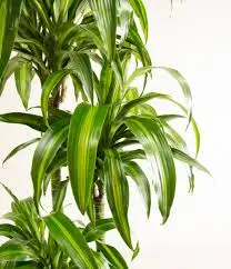 Lõhnav draakonipuu Deremensis mix P19/80cm 2v
